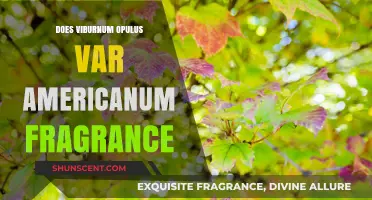 The Fragrant Viburnum: Exploring the Scent of American Snowball Bush