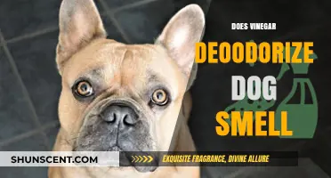 Natural Remedies: Vinegar's Role in Neutralizing Dog Odors