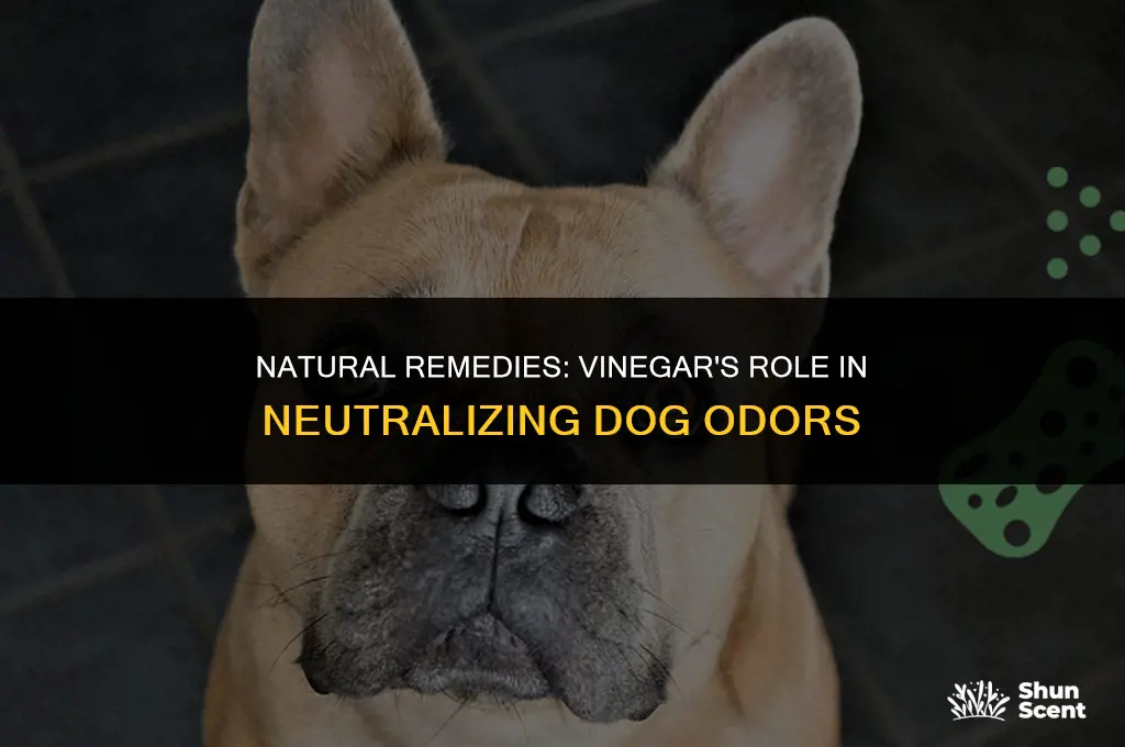 does vinegar deoodorize dog smell