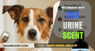 Effective Vinegar Solution: Eliminating Dog Urine Odor from Your Home