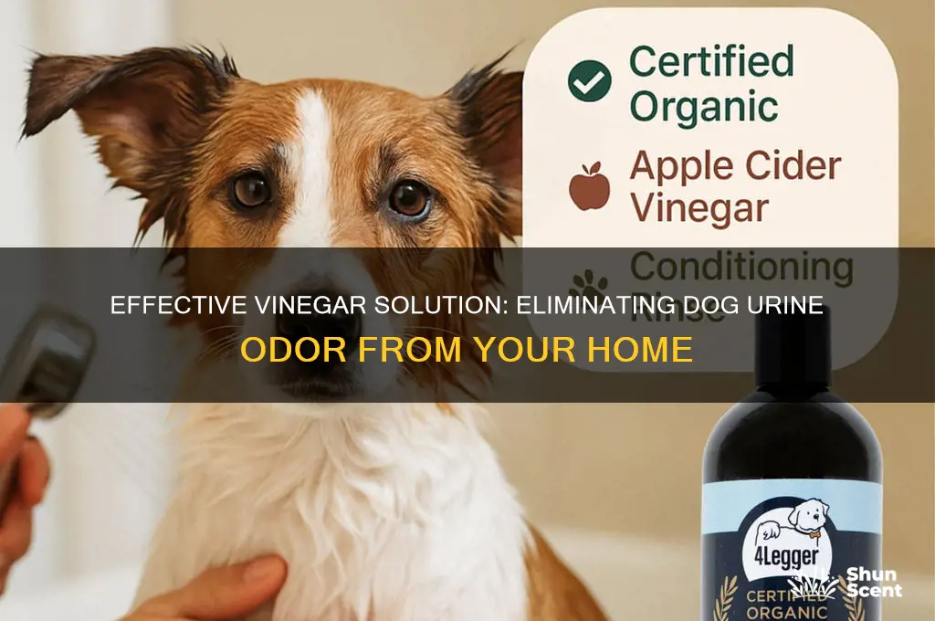 does vinegar get rid of dog urine scent