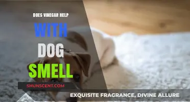 Natural Odor Busters: Vinegar's Role in Managing Dog Smell
