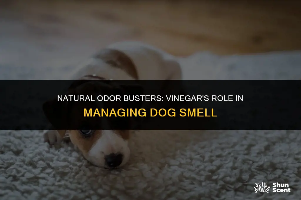 does vinegar help with dog smell