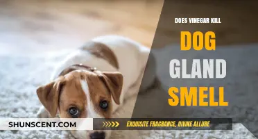 Natural Odor Busters: Vinegar's Effectiveness Against Dog Gland Smell