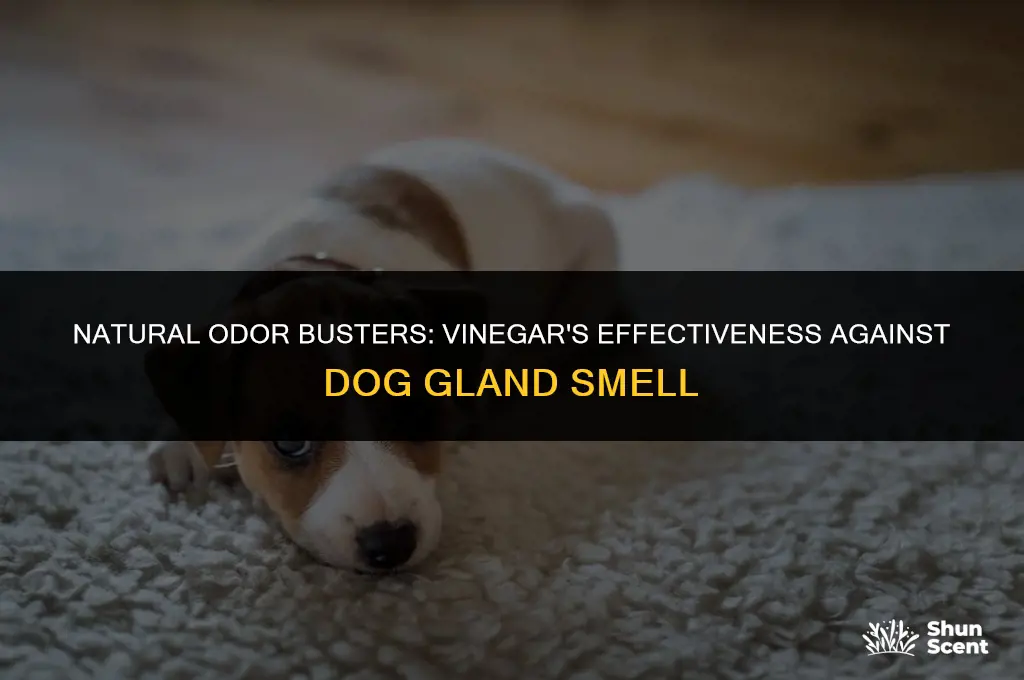 does vinegar kill dog gland smell