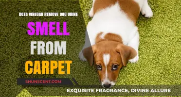 Vinegar's Power: Eliminating Dog Urine Smell from Carpets Naturally