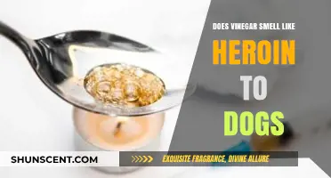 Canine Confusion: Does Vinegar Really Smell Like Heroin to Dogs?