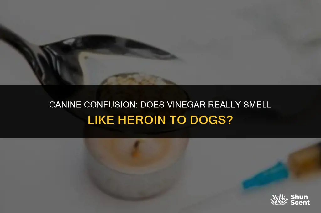 does vinegar smell like heroin to dogs