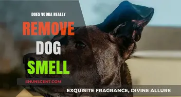 Vodka Myth-Busted: Does It Really Eliminate Dog Odor?