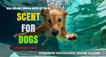 Can Walking Through Water Eliminate a Dog's Scent Trail?