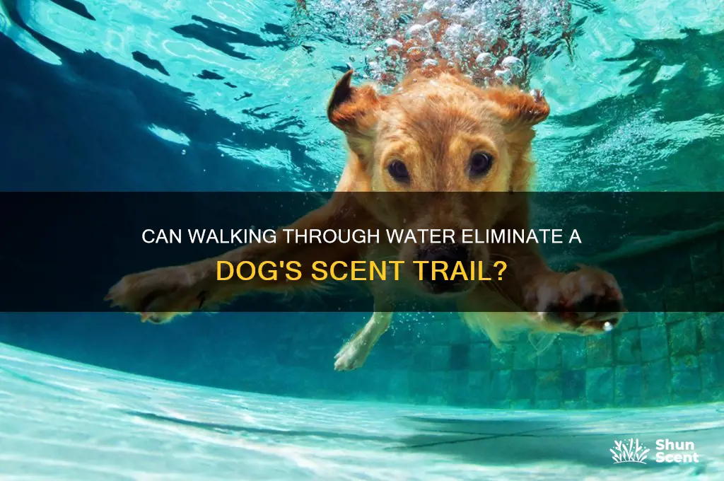 does walking through water get rid of scent for dogs