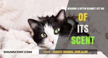 Washing Kitten Blankets: Does It Remove Their Scent Effectively?