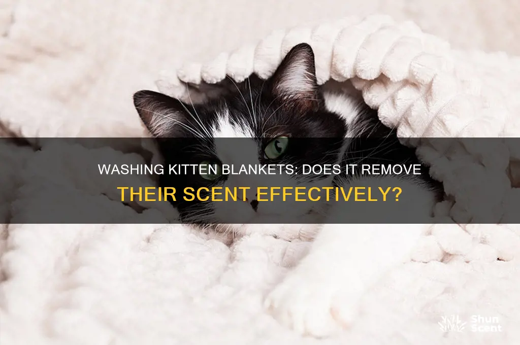does washing a kitten blanket get rid of its scent
