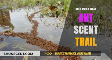 Can Water Effectively Erase Ant Scent Trails? A Detailed Exploration