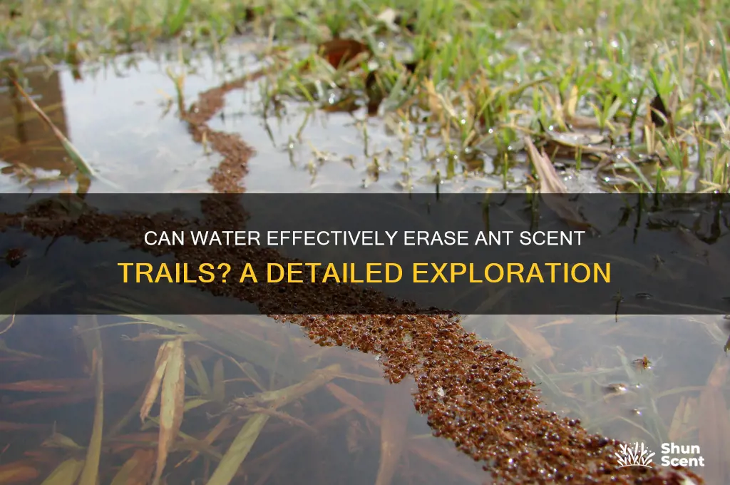 does water clear ant scent trail