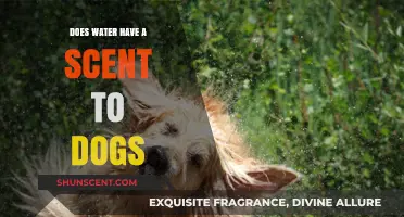 Can Dogs Smell Water? Uncovering the Canine Sense of Scent