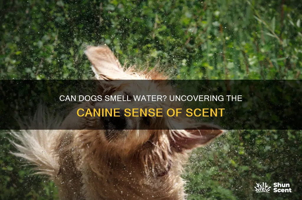 does water have a scent to dogs
