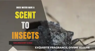 Can Insects Smell Water? Unveiling the Scent Mystery for Bugs