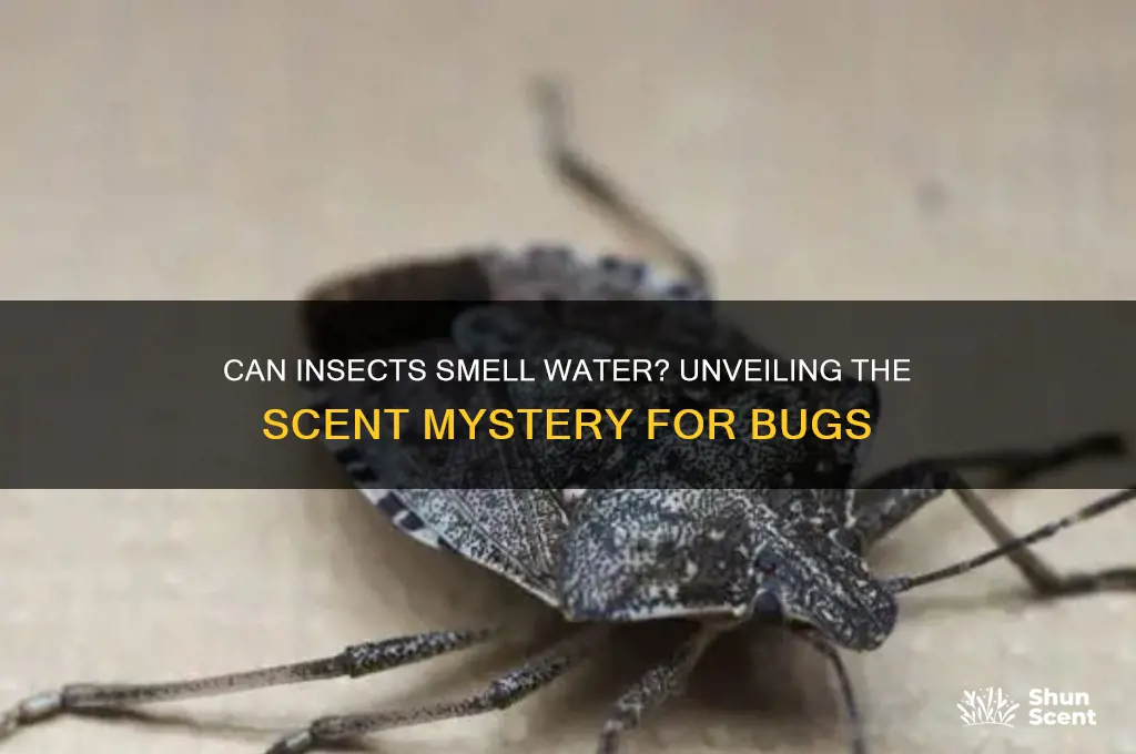 does water have a scent to insects
