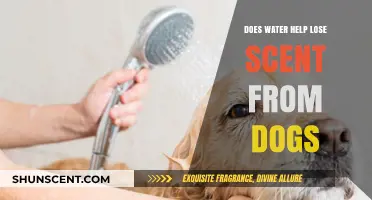 Can Water Baths Reduce Dog Odor? Effective Tips for Pet Owners