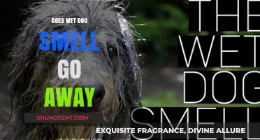 Banishing the Damp Canine Odor: A Guide to Freshness