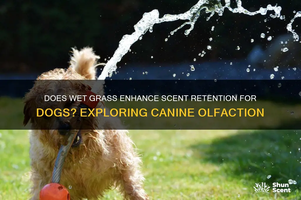 does wet grass hold scent better for dogs