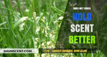 Does Wet Grass Enhance Scent Retention? Exploring the Science Behind It