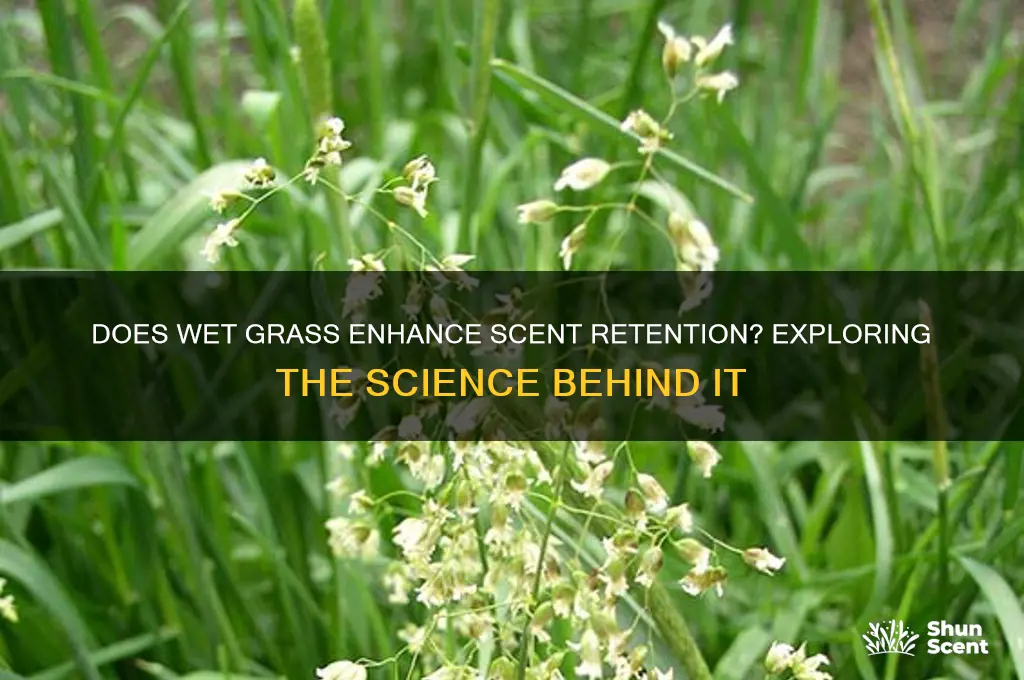 does wet grass hold scent better