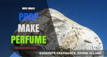 Whale Poop: The Secret Behind Expensive Perfumes