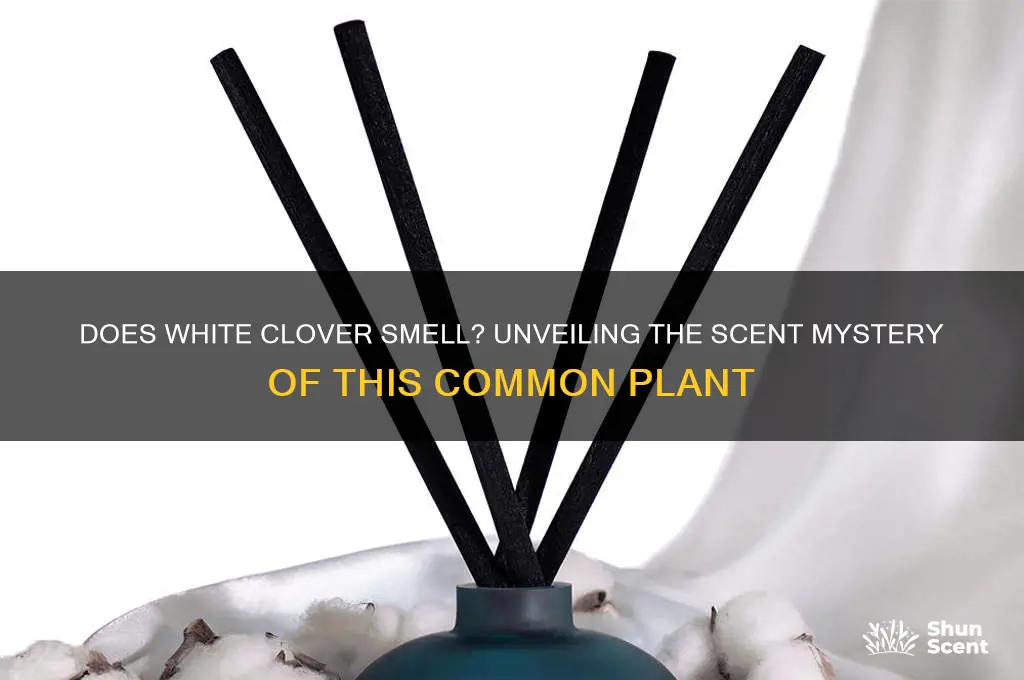 does white clover have a scent