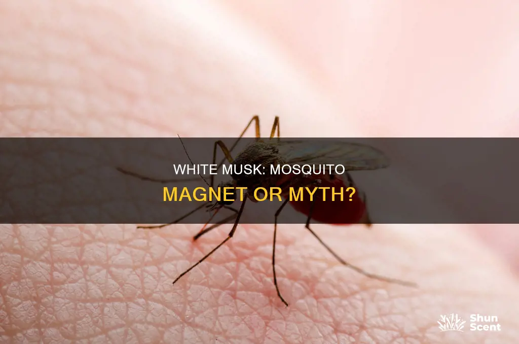 does white musk perfume attract mosquitoes