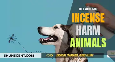 White Sage Incense: Safe or Harmful to Pets?
