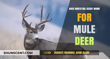 Whitetail Scent Effectiveness: Does It Attract Mule Deer Hunters?