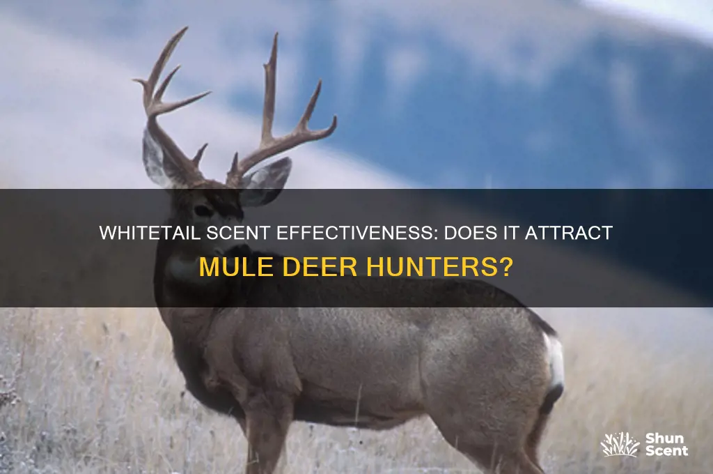 does whitetail scent work for mule deer