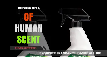 Does Windex Eliminate Human Scent? Uncovering the Truth for Hunters