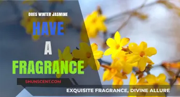 Winter Jasmine's Fragrant Secrets Unveiled