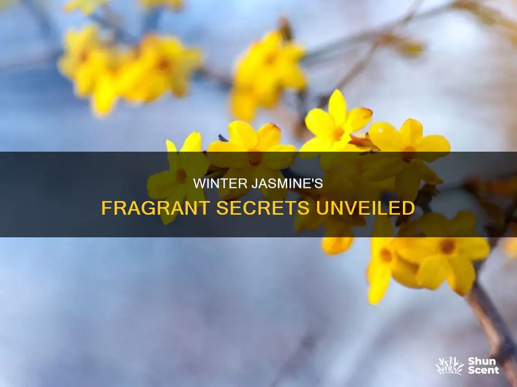 does winter jasmine have a fragrance