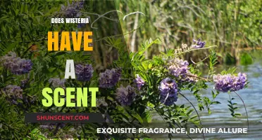 Does Wisteria Have a Scent? Unveiling the Fragrant Truth