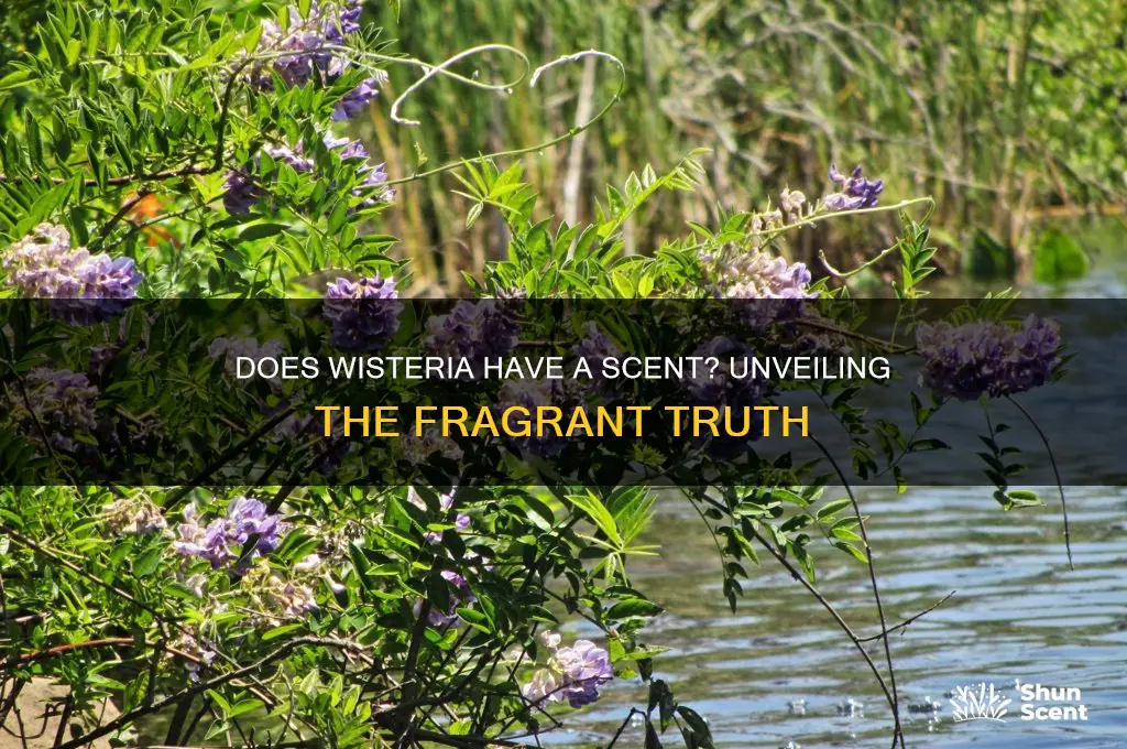 does wisteria have a scent