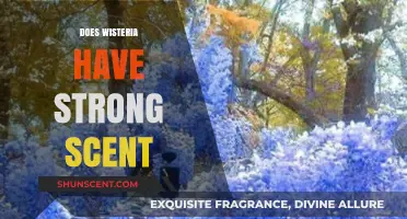 Does Wisteria Have a Strong Scent? Unveiling the Fragrant Truth