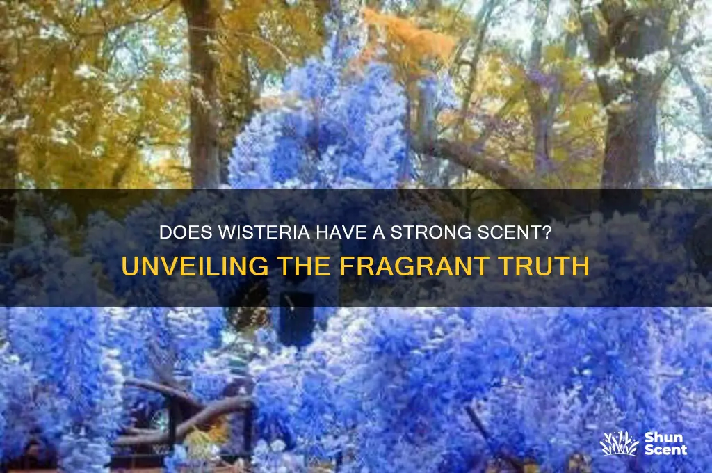 does wisteria have strong scent