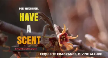 Does Witch Hazel Have a Scent? Uncovering Its Natural Aroma