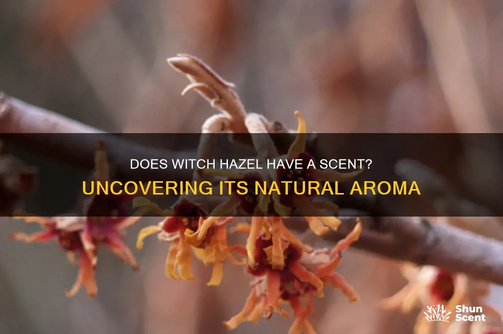 does witch hazel have a scent