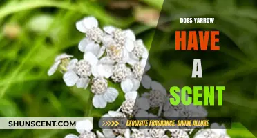 Does Yarrow Smell? Unveiling the Scent Mystery of This Herb