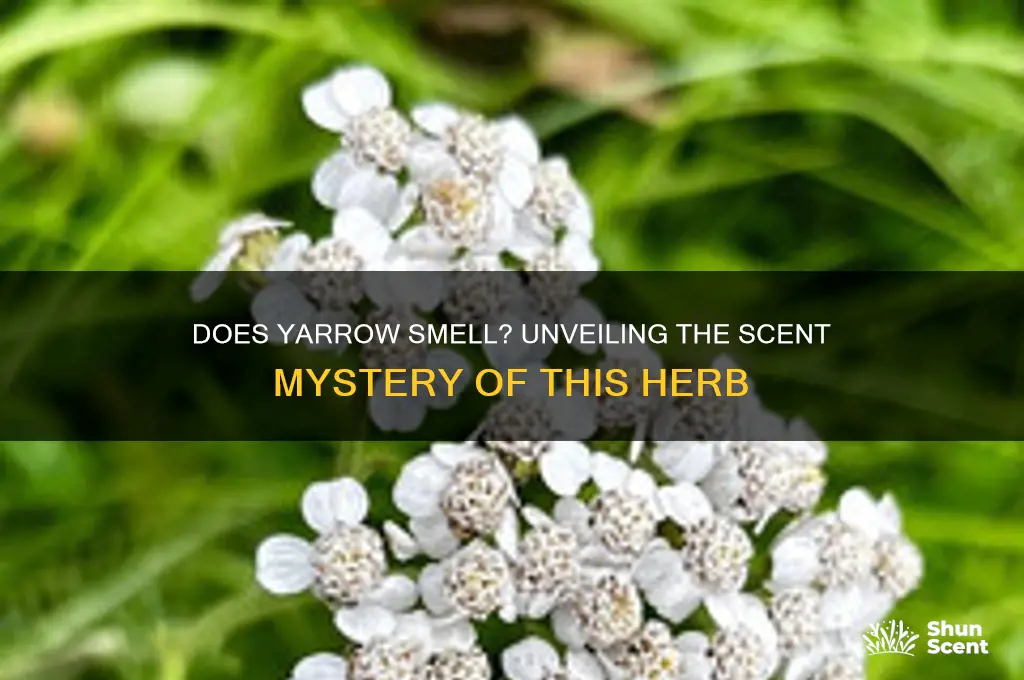 does yarrow have a scent