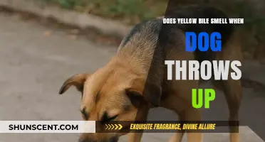 Understanding the Odor of Yellow Bile in Dog Vomit