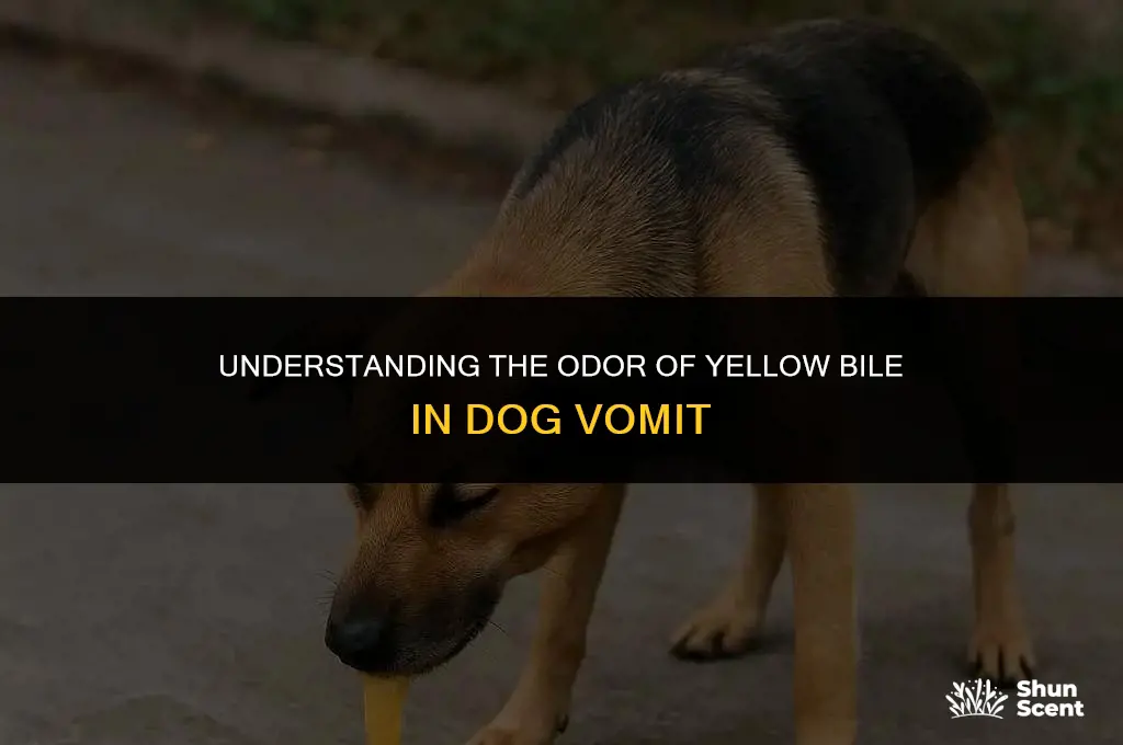 does yellow bile smell when dog throws up