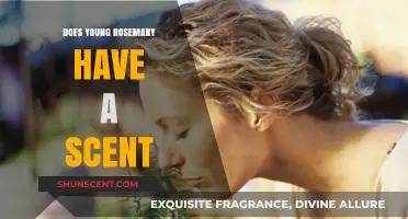 Does Young Rosemary Smell? Unveiling the Scent of Fresh Rosemary