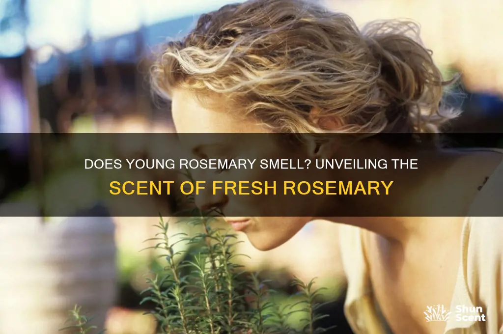 does young rosemary have a scent