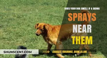 Skunk Spray Near Your Dog: Does It Affect Their Sense of Smell?